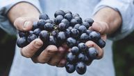 Korona porazila penušavo vino: Očekuju se dobri prinosi, ali i smanjena berba grožđa
