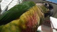 Ljudi papagaju odsekli krila, doktorka mu pomogla da ponovo leti: Ovako ga je vinula u visine