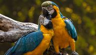 Ptice u stanu: Papagajska bolest i kako protiv nje