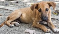 Hiljade pasa naseljava "Zemlju Lutalica": U ovom utočištu svaki poseduje svoje ime i pravo na život