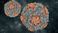 Otkriveno da postoje dva soja korona virusa: Jedan je opasniji i od njega boluje više ljudi