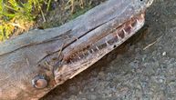 Misteriozno stvorenje nađeno nasred puta: Pola riba-pola aligator šokirao meštane