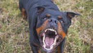 Psi napali četvoro dece u Subotici: Uleteli u dvorište vrtića