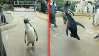 Svi imamo tog jednog ortaka koji vas iritira, ali ga ostali obožavaju, pa i pingvini