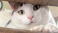 Breskvica je buckasta mačka čija je nova frizura nasmejala ceo Internet