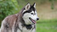 Pas Nesi je 40 dana čekala vlasnika da se vrati u Buču: Njihov ponovni susret tera suze na oči