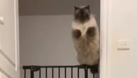 Skok vredan olimpijskog zlata: Nijedna mačka ne skače tako elegantno kao ovaj himalajac