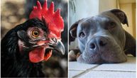 Slepa kokoška ima psa vodiča: Godinama živi sa pitbulom i nerazdvojni su
