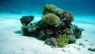 Uznemirujući nagoveštaj koji je otkrila studija o koralima: Naučnicima se ovo nimalo ne sviđa