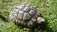 Umro najstariji stanovnik Šenbruna: U 130. godini uginula kornjača Šurli
