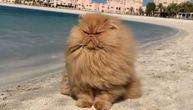 Ova mačka je toliki namćor da je i boravak na plaži čini mrzovoljnom
