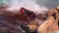 Uznemirujuć snimak krvave bitke: Nasukani patuljasti kit se povređuje na stenama bežeći od predatora