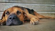 Strašna upozorenja o otrovu za pse kruže mrežama: Kažu da ga najviše ima u ovim delovima Beograda