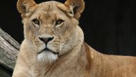 Mrtvu žirafu zoo-vrt bacio gladnim lavovima: Svet besan, uprava dala skandalozno saopštenje