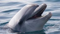 Grupa od osam delfina iznenadila je danas Splićane, kod ostrva Šolta zalutali i veliki kitovi