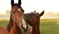 Kina strahuje od afričke bolesti konja: Veoma je smrtonosna, šire je insekti