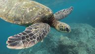 Na stotine kornjača iskoristile korona virus i “osvojile” plaže Indijskog okeana