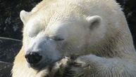 Sumorne prognoze: Ako ovako nastavimo, polarni medvedi će nestati do 2100. godine