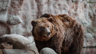 Istina o poteri za "medvedom sa Zlatibora": Crveno svetlo je bio prvi znak da se ovo nije desilo u Srbiji