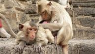 Užas u Indiji: Majmuni ubili dvomesečnu bebu, odvukli je do rezervoara sa vodom i udavili