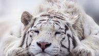 Ubio preko 70 ugroženih bengalskih tigrova: Posle 20 godina uhapšen na granici Indije i Bangladeša