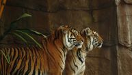 Užas u Indoneziji: Tigrovi prilikom bega usmrtili čuvara, telo nađeno sa tragovima kandži i ujedima