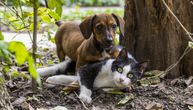 Studija pokazala koji ljubimci su podložniji koroni, psi ili mačke