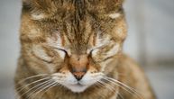 Vlasnik zarazio mačku korona virusom, životinja ima probleme sa disanjem