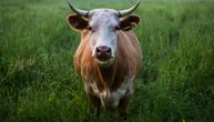 Kravica Lana je najpopularnija krava na internetu: Za nju se skuplja i novac, evo i zašto