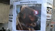 Izgubio sam se kod Vukovog spomenika i uplašen sam: Ovaj pas traži svog vlasnika, njegov pogled boli