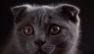 I pedigre ima svoju cenu: Ovo je 10 najskupocenijih rasa mačaka