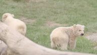 Zoološki vrt u Holandiji prvi put predstavio mladunce polarnog medveda, nažalost gledalaca nije bilo