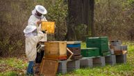 Zdravko očajan zbog pomora pčela: "Uništeni smo! Umiru u mukama, neću imati ni kilo meda, otrovali su ih..."