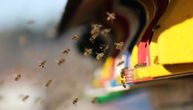 Pčelaru pobegle pčele, pa izbole osmoro gostiju u Niškoj Banji: Ljudi se šetali, završili kod lekara