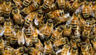 Mladića (20) napale "pčele ubice", ubole ga 20.000 puta: Završio u komi, progutao oko 30 insekata
