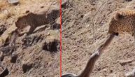Borba pameti i ubilačkog instinkta: Pametni leopard granom ulovio pitona
