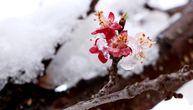 Danas je prvi dan klimatološkog proleća a ovog datuma će opet padati sneg: Promenljiva prva polovina marta