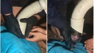 Suluda akcija spasavanja: Vodoinstalater iz kanalizacione cevi izvukao tek rođeno štene