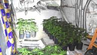 Pronađena laboratorija marihuane u Novoj Crnji: Zaplenjena 141 stabljika