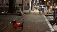 Američki mediji pišu o gnevu Srba zbog zabrane šetanja pasa: "Srbija uvela neke od najoštrijih mera"