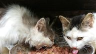 Užas u Beogradu: Bibliotekarka na terasi zakopavala mrtve mačke, iz stana izneto 1.300 vreća smeća