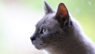 Mačka iz Engleske pozitivna na korona virus