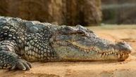 Nestvarna scena u jednom selu: Krokodil po sunčanom danu prošetao ulicama