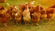 Uništeno 25.000 kokoški zbog ptičjeg gripa u Holandiji