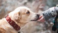 Psi tragači u borbi protiv korona virusa: Prepoznaju zaraženog pre pojave simptoma?
