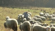Lepa slika iz srpskog sela: Stado Ljubivoja iz Dragačeva još se širi, ovce mu ojagnjile 80 jagnjića