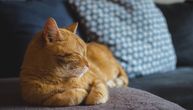 U samoizolaciju moraju i mace: Ne puštajte ljubimce iz doma ukoliko ste zaraženi korona virusom