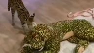 Divlja mačka napala velikog leoparda: Velika je sreća što ne može da joj uzvrati