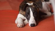 Rešavamo muke vlasnika ljubimaca u karantinu: Koliko pas sme da trpi, šta raditi ako ne možete van