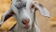 Misterija bolesti u Holandiji: Zašto je upala pluća česta kod ljudi koji žive oko farmi koza?